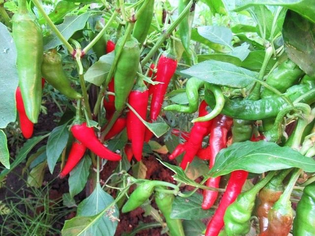 ������ ������� �����: ��� ��������� ��������� ����� �� ������