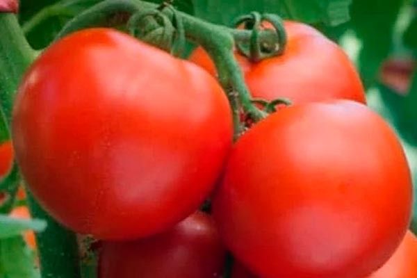 ����� ��������: ������� ��������� ����������� � �����