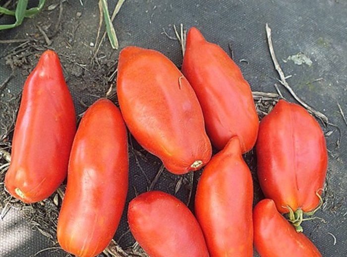 ����� ����������� �����: ����������� � ������������ ��� ������ �������