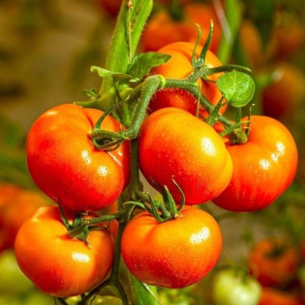 ������������� ����� ������: ��������� ��� ������� � ���������