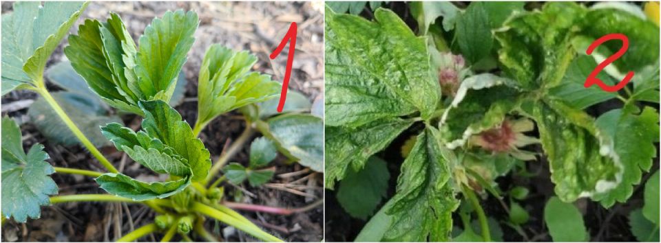 ��� ������ �������� �� ����������: ������ � ����������� ������