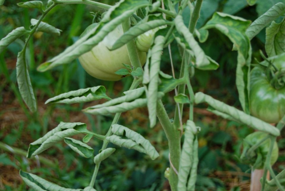 Как справиться со скручиванием листьев помидоров: профилактика и решение проблем