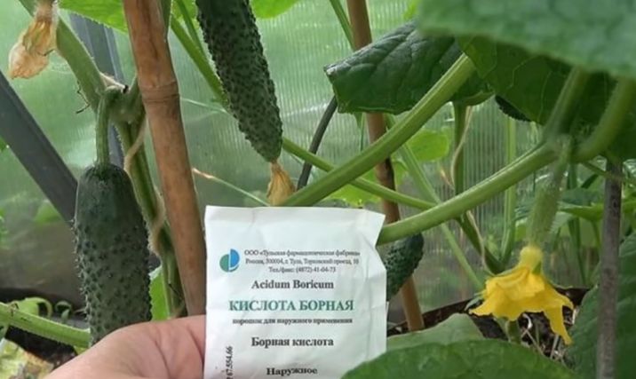 ��� ������ ������� �������� �������: ������ �� ���������� � ���������