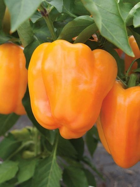 ����������� ���: ������ ������ ����� ������� ������ ��� ��������� ������