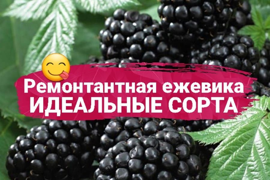 Как выбрать идеальные сорта ремонтантной ежевики