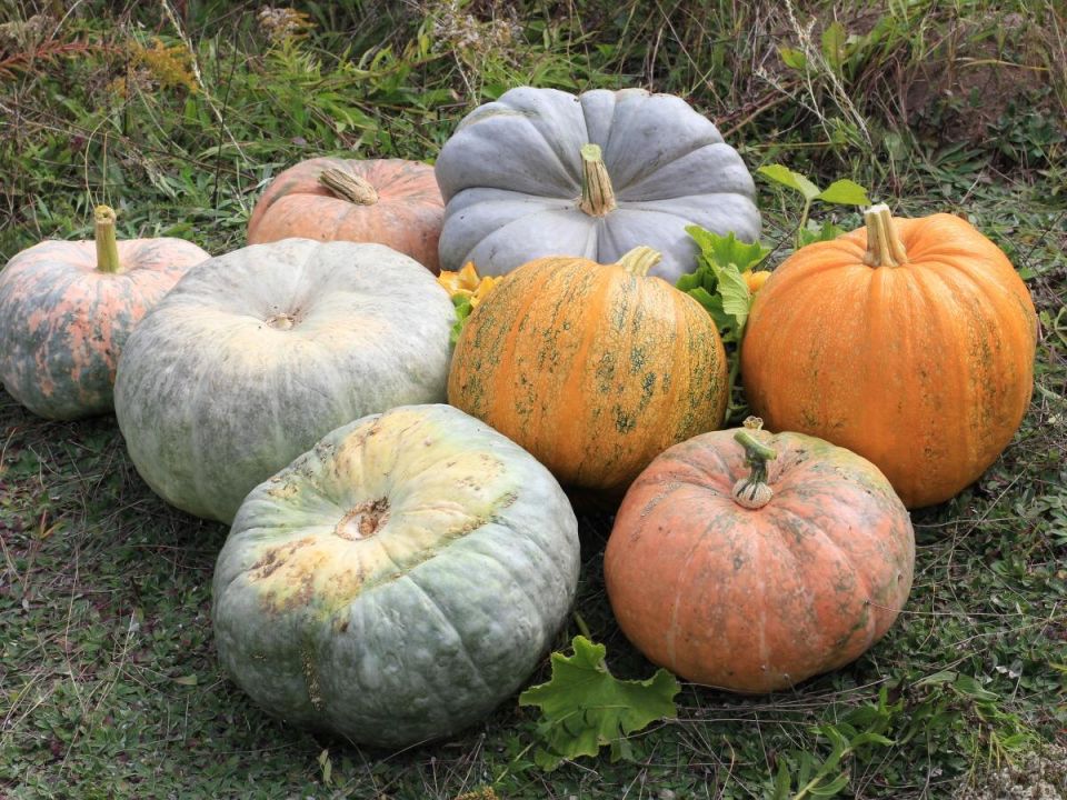 Как сделать кусты пышными за считанные дни, используя натуральные удобрения