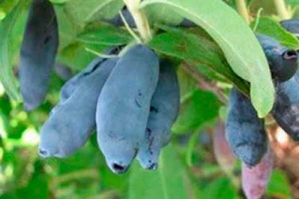 Как правильно размножать и ухаживать за жимолостью Индиго Джем