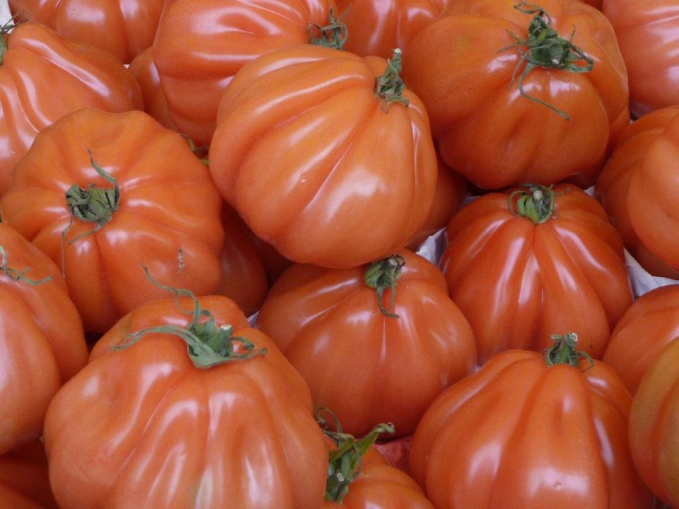 Невероятные томаты: секреты сбора рекордного урожая