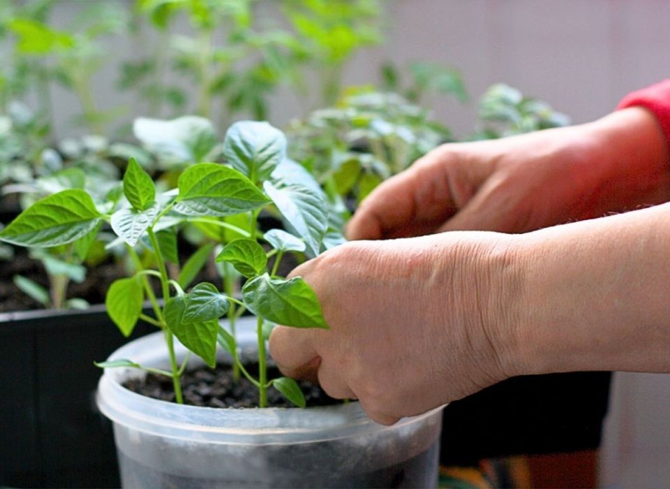 Как избежать ошибок при выращивании рассады и получить богатый урожай