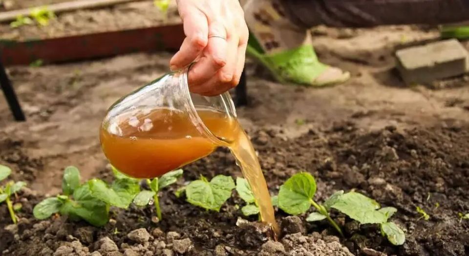 ���������������� ���: ��������� � ������������ ����������