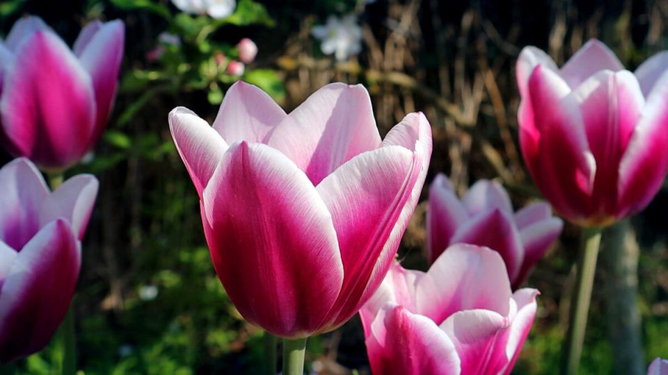 Как избежать вырождения луковичных цветов