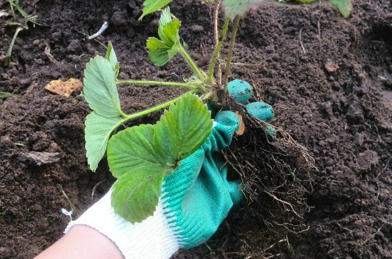 �������� ������� ������� ��������: ������ ��������