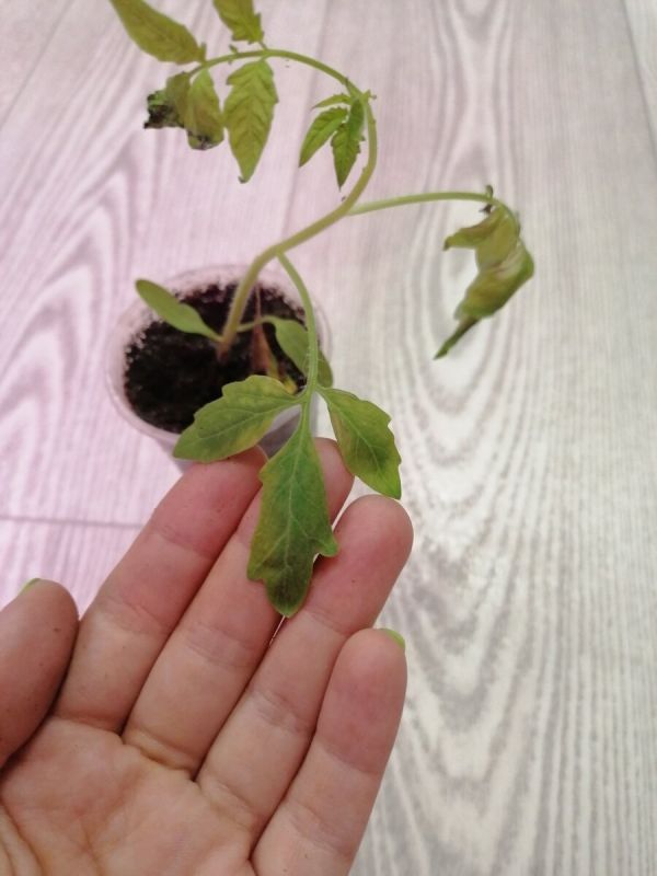 Тайные враги рассады: как торф может обернуться бедой для томатов