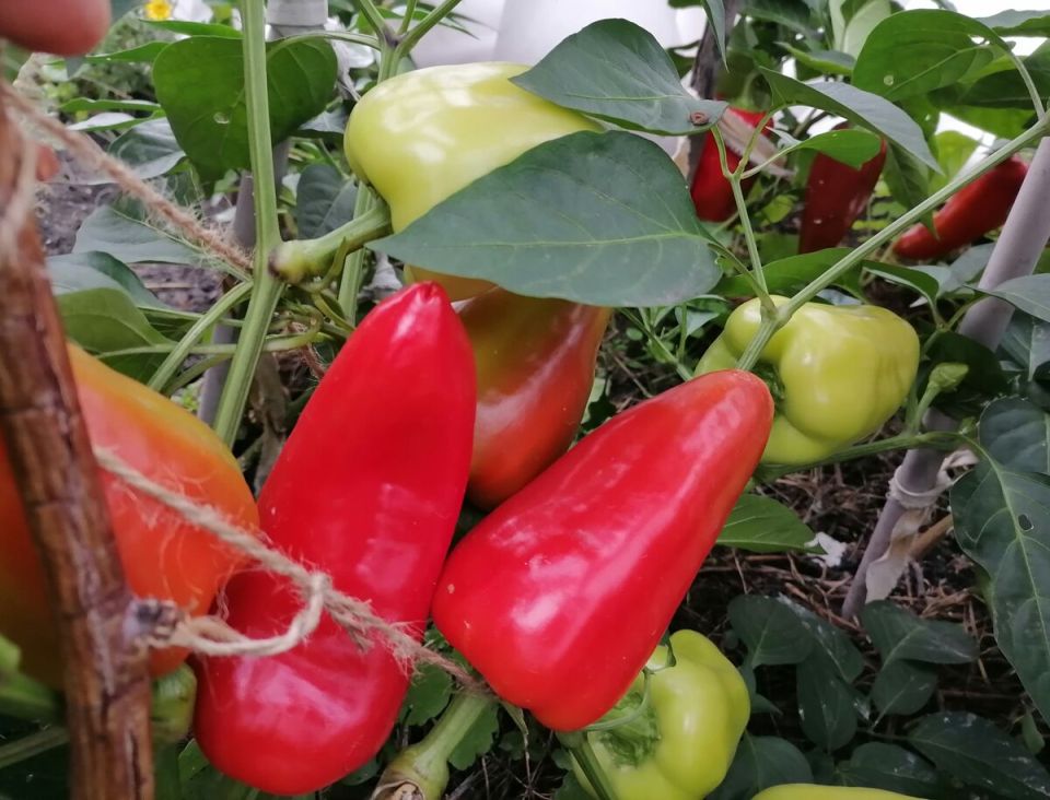 ��� ��������� ����� �����: ������ �� ������ � �����