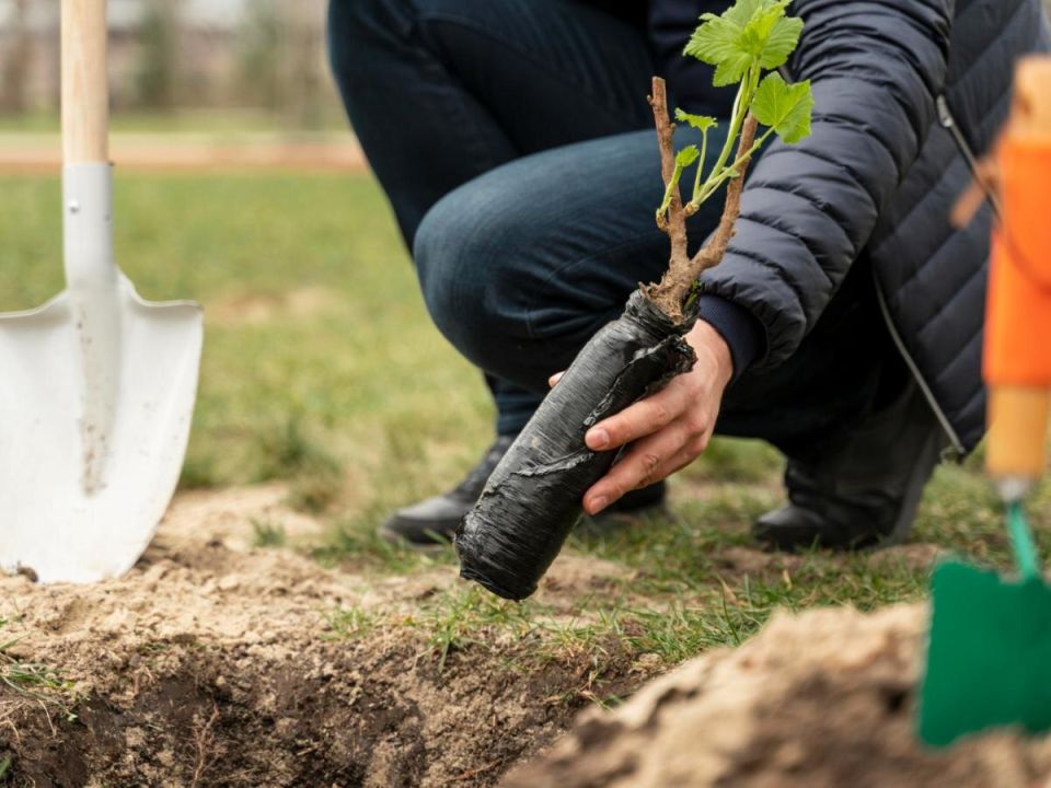 ��� �������� ������� � �����: �������, ������� �� ����� ������ ������� ������