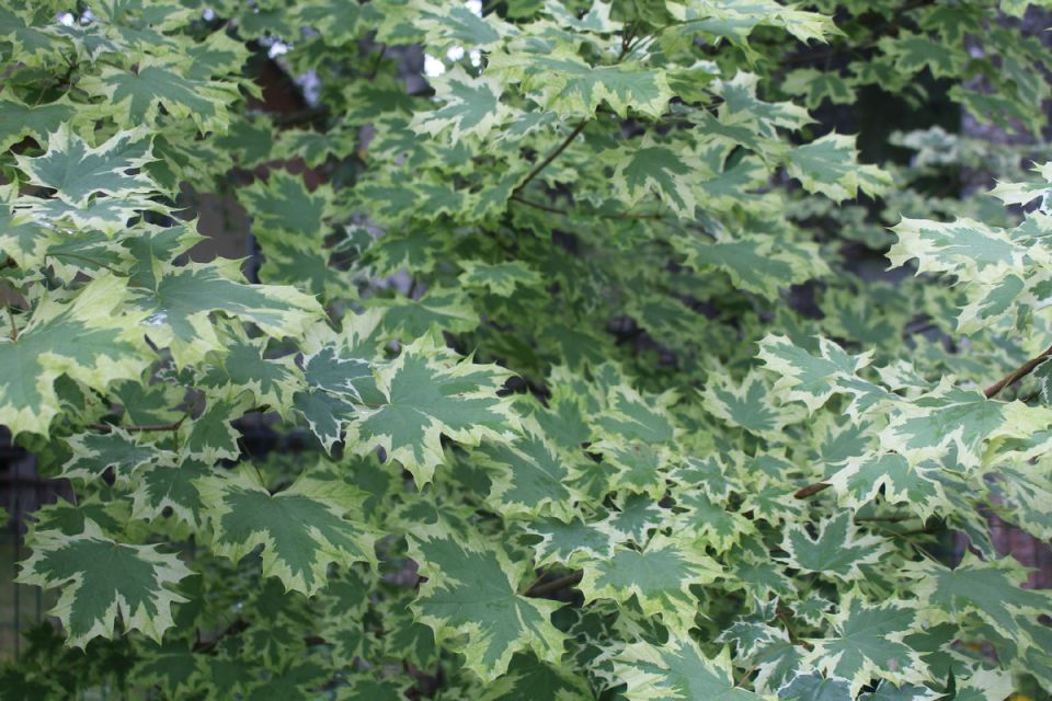 Белые деревья в вашем саду: как выбрать лучший вид