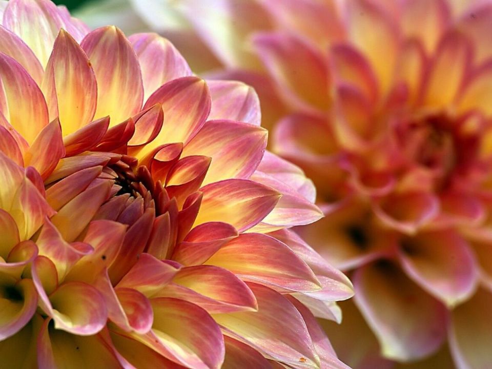 Георгины: как сохранить красоту этих цветов зимой