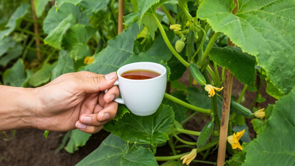 Лучшие способы подкормки огурцов в июле для обильного урожая до осени