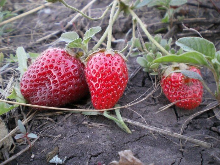 ����������� �������� ����� ��������, ������� ����� ������ � 2026 ����