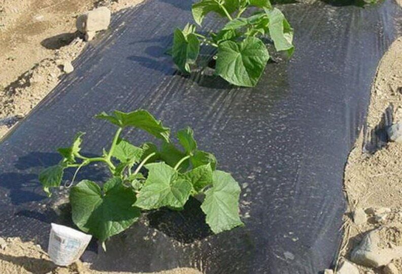 ��� ������� ������ ��� �������, ������� �� ������� ������